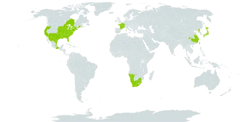 Plantago virginica world distribution map, present in Bahamas, Canada, China, France, Jamaica, Japan, Mexico, Namibia, Korea (Democratic People's Republic of), Taiwan, Province of China, United States of America, and South Africa