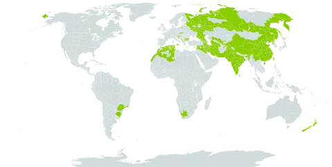 Platanus orientalis world distribution map, present in Afghanistan, Albania, Armenia, Azerbaijan, Bulgaria, Bosnia and Herzegovina, Brazil, China, Cyprus, Algeria, Georgia, Greece, Croatia, India, Iran (Islamic Republic of), Iraq, Israel, Italy, Lebanon, Morocco, North Macedonia, Montenegro, New Zealand, Pakistan, Korea (Democratic People's Republic of), Russian Federation, Serbia, Slovakia, Slovenia, Syrian Arab Republic, Tajikistan, Turkmenistan, Tunisia, Taiwan, Province of China, Uzbekistan, and South Africa