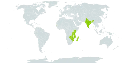 Platycerium alcicorne world distribution map, present in Comoros, India, Kenya, Madagascar, Mozambique, Mauritius, Mayotte, Réunion, Seychelles, Tanzania, United Republic of, Zambia, and Zimbabwe