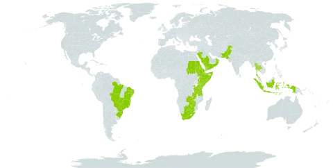 Plectranthus barbatus world distribution map, present in Burkina Faso, Brazil, Botswana, Eritrea, Ethiopia, Indonesia, Kenya, Nepal, Oman, Pakistan, Rwanda, Saudi Arabia, Sudan, Somalia, Thailand, Tanzania, United Republic of, Uganda, Yemen, South Africa, Zambia, and Zimbabwe