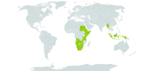 Plectranthus caninus world distribution map, present in Angola, Burkina Faso, Botswana, Eritrea, Ethiopia, Indonesia, Kenya, Myanmar, Namibia, Rwanda, Sudan, Somalia, Tanzania, United Republic of, Uganda, South Africa, Zambia, and Zimbabwe