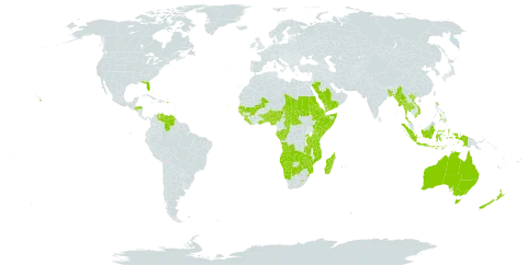 Plectranthus l'hér. world distribution map, present in Angola, Australia, Benin, Burkina Faso, Bangladesh, Botswana, Central African Republic, Congo, Comoros, Cabo Verde, Djibouti, Eritrea, Ethiopia, Gabon, Ghana, Guinea, Guinea-Bissau, Honduras, Indonesia, Kenya, Liberia, Lesotho, Madagascar, Mali, Myanmar, Mozambique, Mauritius, Namibia, Nigeria, Nepal, New Zealand, Philippines, Puerto Rico, Réunion, Rwanda, Saudi Arabia, Sudan, Senegal, Sierra Leone, Somalia, eSwatini, Chad, Togo, Thailand, Tanzania, United Republic of, Uganda, United States of America, Venezuela (Bolivarian Republic of), Viet Nam, Yemen, Zambia, and Zimbabwe