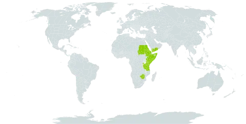 Plectranthus lanuginosus world distribution map, present in Eritrea, Ethiopia, Kenya, Rwanda, Sudan, Somalia, Tanzania, United Republic of, Uganda, Yemen, and Zimbabwe