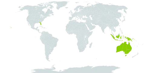 Plectranthus parviflorus world distribution map, present in Australia, Indonesia, Papua New Guinea, Timor-Leste, Uruguay, and United States of America