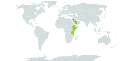 Plectranthus pseudomarrubioides world distribution map, present in Ethiopia, Kenya, Saudi Arabia, Tanzania, United Republic of, and Uganda