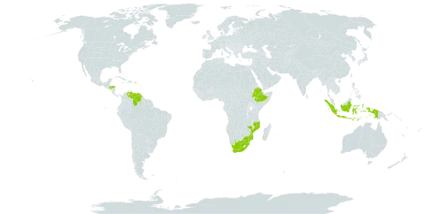 Plectranthus verticillatus world distribution map, present in Ethiopia, Honduras, Indonesia, Mozambique, Puerto Rico, eSwatini, Venezuela (Bolivarian Republic of), and South Africa