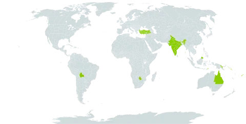 Pleiogynium timoriense world distribution map, present in Australia, Bolivia (Plurinational State of), Botswana, Fiji, India, Malaysia, Philippines, Papua New Guinea, Solomon Islands, Timor-Leste, Turkey, and Uruguay