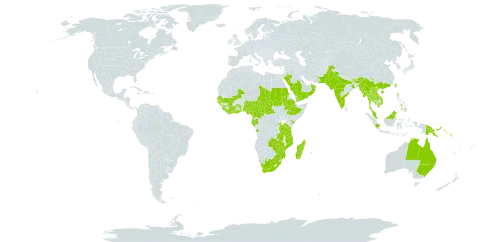 Pleurolobus gangeticus world distribution map, present in Angola, Australia, Bhutan, Central African Republic, China, Côte d'Ivoire, Cameroon, Ethiopia, Gabon, Ghana, Guinea, Guinea-Bissau, Equatorial Guinea, Indonesia, India, Jamaica, Kenya, Cambodia, Lao People's Democratic Republic, Liberia, Saint Lucia, Sri Lanka, Madagascar, Maldives, Mali, Myanmar, Northern Mariana Islands, Mozambique, Mauritius, Malawi, Malaysia, Nigeria, Nepal, Oman, Pakistan, Philippines, Palau, Papua New Guinea, Réunion, Rwanda, Saudi Arabia, Sudan, Senegal, Solomon Islands, Sierra Leone, Seychelles, Chad, Togo, Thailand, Trinidad and Tobago, Taiwan, Province of China, Tanzania, United Republic of, Uganda, United States of America, Viet Nam, Yemen, South Africa, Zambia, and Zimbabwe