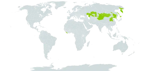 Pleurospermum uralense world distribution map, present in China, Japan, Kazakhstan, Liberia, Mongolia, Korea (Democratic People's Republic of), and Russian Federation