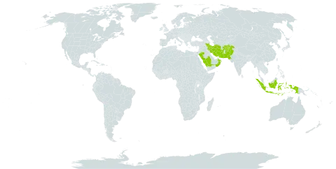 Plocama hymenostephana world distribution map, present in Afghanistan, Indonesia, Iran (Islamic Republic of), Oman, Pakistan, and Saudi Arabia