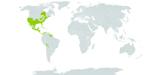 Pluchea odorata world distribution map, present in Bahamas, Belize, Bermuda, Bolivia (Plurinational State of), Canada, Colombia, Cuba, Cayman Islands, Guadeloupe, Guatemala, Guyana, Honduras, Jamaica, Saint Lucia, Mexico, Nicaragua, Panama, Puerto Rico, Suriname, Trinidad and Tobago, United States Minor Outlying Islands, United States of America, and Venezuela (Bolivarian Republic of)