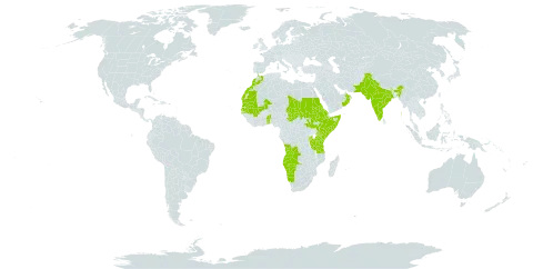 Pluchea ovalis world distribution map, present in Angola, Burundi, Benin, Burkina Faso, Bahrain, Cabo Verde, Eritrea, Spain, Ethiopia, India, Kenya, Morocco, Mali, Mauritania, Namibia, Oman, Pakistan, Rwanda, Saudi Arabia, Sudan, Senegal, Somalia, South Sudan, Chad, Togo, Tanzania, United Republic of, and Uganda