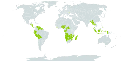 Plukenetia world distribution map, present in Angola, Benin, Bangladesh, Belize, Bolivia (Plurinational State of), Botswana, Central African Republic, Congo, Costa Rica, Ecuador, Gabon, Guatemala, Guyana, Honduras, Indonesia, Moldova (Republic of), Madagascar, Myanmar, Mozambique, Namibia, Nigeria, Nicaragua, Panama, Peru, Philippines, Sierra Leone, Suriname, Thailand, Venezuela (Bolivarian Republic of), Zambia, and Zimbabwe