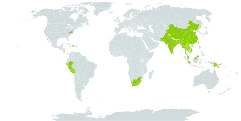 Plumbago indica world distribution map, present in Bangladesh, China, Dominican Republic, Fiji, Haiti, Indonesia, India, Iceland, Jamaica, Cambodia, Lao People's Democratic Republic, Sri Lanka, Myanmar, Malaysia, Pakistan, Peru, Philippines, Papua New Guinea, Puerto Rico, Seychelles, Thailand, Trinidad and Tobago, Taiwan, Province of China, United States of America, Viet Nam, and South Africa