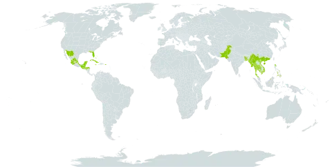 Plumeria obtusa world distribution map, present in Bangladesh, Bahamas, Belize, Brunei Darussalam, China, Cuba, Cayman Islands, Micronesia (Federated States of), Guatemala, Guam, Honduras, Jamaica, Cambodia, Maldives, Mexico, Marshall Islands, Myanmar, Northern Mariana Islands, Pakistan, Philippines, Palau, Puerto Rico, Turks and Caicos Islands, Thailand, United States of America, and Viet Nam