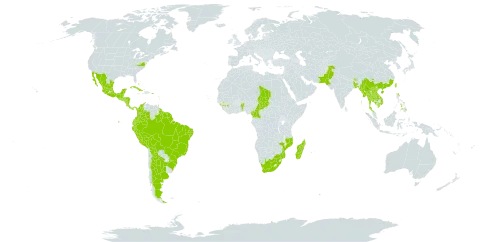 Plumeria rubra world distribution map, present in Argentina, American Samoa, Benin, Bonaire, Sint Eustatius and Saba, Burkina Faso, Bangladesh, Bahamas, Belize, Bolivia (Plurinational State of), Brazil, Bhutan, China, Cameroon, Colombia, Cabo Verde, Costa Rica, Cuba, Cayman Islands, Dominica, Ecuador, Fiji, Micronesia (Federated States of), Guinea, Guadeloupe, Grenada, Guatemala, French Guiana, Guam, Guyana, Honduras, India, Jamaica, Cambodia, Kiribati, Lao People's Democratic Republic, Saint Lucia, Madagascar, Maldives, Mexico, Marshall Islands, Myanmar, Northern Mariana Islands, Mozambique, Martinique, Nicaragua, Niue, Nepal, Nauru, Pakistan, Panama, Peru, Philippines, Palau, Puerto Rico, El Salvador, Sao Tome and Principe, Suriname, Chad, Thailand, Tokelau, Tonga, Trinidad and Tobago, Tuvalu, Taiwan, Province of China, United States of America, Saint Vincent and the Grenadines, Viet Nam, and South Africa