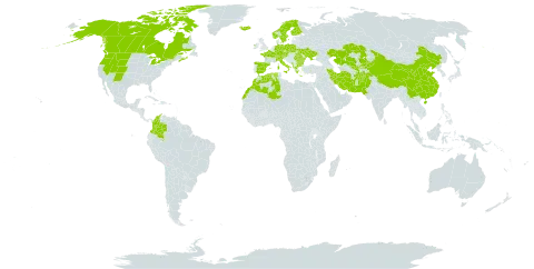 Poa alpina world distribution map, present in Afghanistan, Albania, Austria, Bulgaria, Canada, Switzerland, China, Colombia, Czech Republic, Germany, Algeria, Spain, Finland, France, Micronesia (Federated States of), Greece, Ireland, Iran (Islamic Republic of), Iceland, Italy, Kazakhstan, Kyrgyzstan, Morocco, Montenegro, Norway, Nepal, Pakistan, Poland, Romania, Svalbard and Jan Mayen, Sweden, Turks and Caicos Islands, Ukraine, United States of America, and Uzbekistan