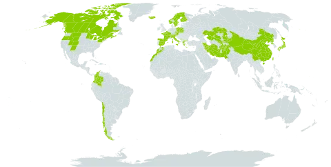 Poa glauca subsp. glauca world distribution map, present in Afghanistan, Austria, Canada, Switzerland, Chile, China, Colombia, Czech Republic, Spain, Finland, France, Micronesia (Federated States of), Greece, Iran (Islamic Republic of), Iceland, Italy, Japan, Kazakhstan, Kyrgyzstan, Morocco, Montenegro, Norway, Nepal, Pakistan, Poland, Korea (Democratic People's Republic of), Svalbard and Jan Mayen, Sweden, Taiwan, Province of China, United States of America, and Uzbekistan