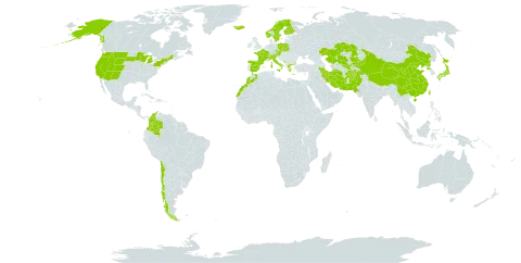 Poa glauca world distribution map, present in Afghanistan, Austria, Switzerland, Chile, China, Colombia, Czech Republic, Spain, Finland, France, Micronesia (Federated States of), Greece, Iran (Islamic Republic of), Iceland, Italy, Japan, Kazakhstan, Kyrgyzstan, Morocco, Montenegro, Norway, Nepal, Pakistan, Poland, Korea (Democratic People's Republic of), Svalbard and Jan Mayen, Sweden, Taiwan, Province of China, United States of America, and Uzbekistan