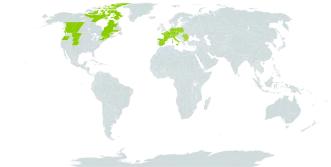 Poa laxa world distribution map, present in Austria, Bulgaria, Canada, Switzerland, Czech Republic, Germany, Spain, France, Italy, Poland, Romania, and United States of America