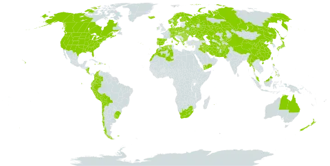 Poa pratensis world distribution map, present in Afghanistan, Åland Islands, Albania, Australia, Austria, Bulgaria, Belarus, Bermuda, Bolivia (Plurinational State of), Brazil, Canada, Switzerland, Chile, China, Colombia, Costa Rica, Cyprus, Czech Republic, Germany, Dominica, Denmark, Algeria, Ecuador, Spain, Finland, Falkland Islands (Malvinas), France, Micronesia (Federated States of), Georgia, Greece, Haiti, Hungary, Ireland, Iran (Islamic Republic of), Iraq, Iceland, Italy, Jamaica, Japan, Kazakhstan, Kyrgyzstan, Lesotho, Morocco, Myanmar, Montenegro, Malaysia, Norfolk Island, Nicaragua, Netherlands, Norway, Nepal, New Zealand, Pakistan, Peru, Philippines, Poland, Puerto Rico, Korea (Democratic People's Republic of), Portugal, Réunion, Romania, Russian Federation, Svalbard and Jan Mayen, Sweden, Turks and Caicos Islands, Turkmenistan, Taiwan, Province of China, Ukraine, Uruguay, United States of America, Uzbekistan, Yemen, and South Africa