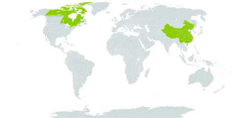 Poa tolmatchewii world distribution map, present in Canada and China