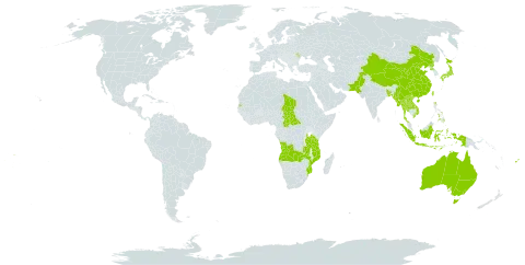 Pogostemon world distribution map, present in Angola, Andorra, Australia, Bangladesh, Central African Republic, China, Fiji, Indonesia, Japan, Lao People's Democratic Republic, Moldova (Republic of), Myanmar, Mozambique, Nepal, Pakistan, Philippines, Korea (Democratic People's Republic of), Seychelles, Chad, Thailand, Tonga, Taiwan, Province of China, Tanzania, United Republic of, Viet Nam, Samoa, and Zambia