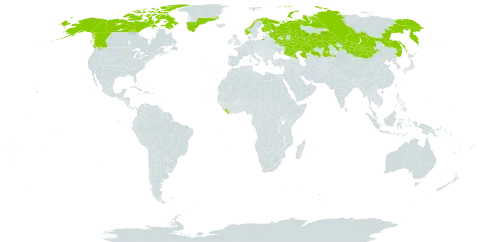 Polemonium boreale world distribution map, present in Canada, Finland, Greenland, Kazakhstan, Liberia, Mongolia, Norway, Russian Federation, and United States of America