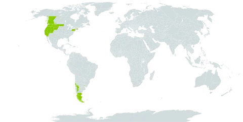 Polemonium micranthum world distribution map, present in Argentina, Canada, Chile, Uruguay, and United States of America