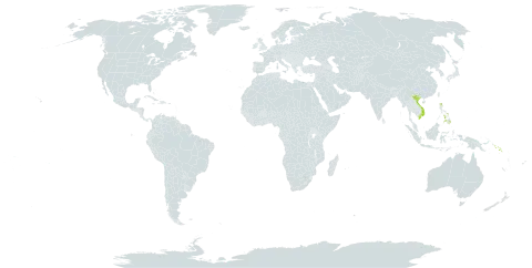 Pollia macrophylla world distribution map, present in Philippines, Solomon Islands, and Viet Nam