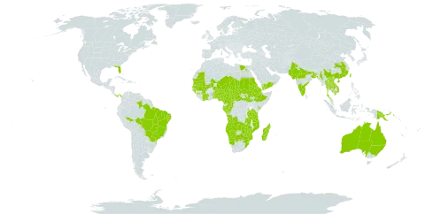 Polycarpaea corymbosa world distribution map, present in Angola, American Samoa, Australia, Benin, Burkina Faso, Bangladesh, Brazil, Botswana, Central African Republic, China, Côte d'Ivoire, Cameroon, Congo, Egypt, Eritrea, Spain, Ethiopia, Gabon, Guinea, Guinea-Bissau, India, Kenya, Cambodia, Lao People's Democratic Republic, Sri Lanka, Madagascar, Mali, Myanmar, Mozambique, Mauritania, Malawi, Namibia, Niger, Nigeria, Pakistan, Panama, Philippines, Papua New Guinea, Saudi Arabia, Sudan, Senegal, South Sudan, eSwatini, Chad, Togo, Thailand, Taiwan, Province of China, Tanzania, United Republic of, Uganda, United States of America, Viet Nam, Yemen, South Africa, Zambia, and Zimbabwe