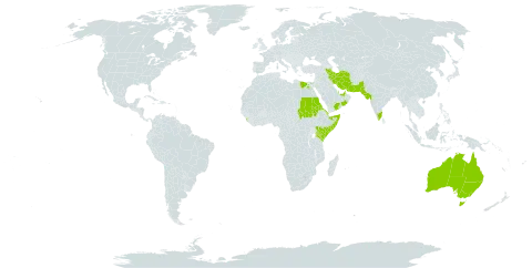 Polycarpaea spicata world distribution map, present in United Arab Emirates, Australia, Bahrain, Djibouti, Egypt, Eritrea, India, Iran (Islamic Republic of), Kenya, Sri Lanka, Oman, Pakistan, Qatar, Saudi Arabia, Sudan, Somalia, and Yemen