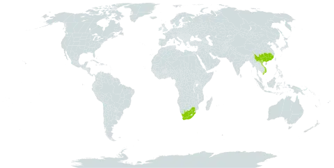 Polygala fallax world distribution map, present in China, Viet Nam, and South Africa