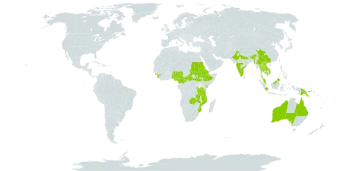 Polygala persicariifolia world distribution map, present in Australia, Burundi, Bhutan, Central African Republic, China, Cameroon, Eritrea, Ethiopia, Guinea, Indonesia, India, Kenya, Cambodia, Lao People's Democratic Republic, Myanmar, Mozambique, Malawi, Malaysia, Nigeria, Nepal, Philippines, Papua New Guinea, Rwanda, Sudan, Sierra Leone, South Sudan, Thailand, Tanzania, United Republic of, Uganda, Viet Nam, and Zambia