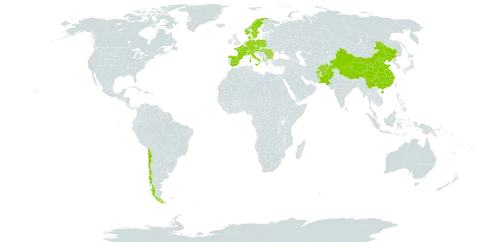 Polygonatum verticillatum world distribution map, present in Afghanistan, Albania, Austria, Bulgaria, Switzerland, Chile, China, Czech Republic, Germany, Denmark, Spain, France, Hungary, Italy, Netherlands, Norway, Nepal, Pakistan, Poland, Romania, Sweden, and Turks and Caicos Islands