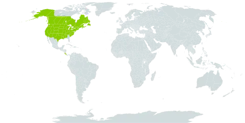 Polygonum aviculare subsp. buxiforme world distribution map, present in Canada, Costa Rica, and United States of America