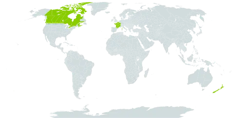 Polygonum aviculare subsp. depressum world distribution map, present in Canada, France, and New Zealand