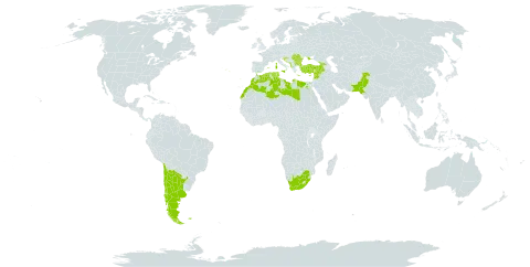 Polygonum maritimum world distribution map, present in Albania, Argentina, Bulgaria, Chile, Cyprus, Algeria, Egypt, Spain, Falkland Islands (Malvinas), France, United Kingdom of Great Britain and Northern Ireland, Georgia, Gibraltar, Greece, Croatia, Israel, Italy, Lebanon, Libya, Morocco, Malta, Montenegro, Pakistan, Portugal, Romania, Syrian Arab Republic, Tunisia, Turkey, Ukraine, and South Africa