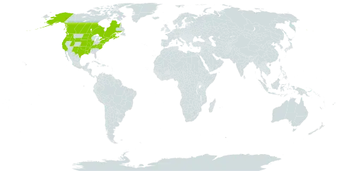 Polygonum ramosissimum subsp. prolificum world distribution map, present in Canada and United States of America