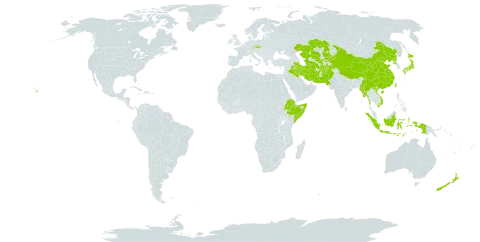 Polypogon fugax world distribution map, present in Afghanistan, China, Czech Republic, Ethiopia, Indonesia, Iran (Islamic Republic of), Iraq, Japan, Kazakhstan, Kyrgyzstan, Myanmar, Nepal, New Zealand, Pakistan, Korea (Democratic People's Republic of), Somalia, Turkmenistan, Taiwan, Province of China, United States of America, Uzbekistan, and Viet Nam