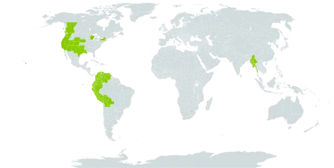 Polypogon interruptus world distribution map, present in Bolivia (Plurinational State of), Canada, Colombia, Ecuador, Myanmar, Peru, United States of America, and Venezuela (Bolivarian Republic of)