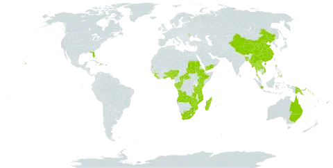 Polyscias world distribution map, present in Angola, Andorra, Australia, Benin, Burkina Faso, Bangladesh, Bahamas, Central African Republic, China, Congo, Cook Islands, Comoros, Cabo Verde, Dominica, Ethiopia, Fiji, Gabon, Ghana, Guinea, Haiti, Indonesia, India, Kenya, Lao People's Democratic Republic, Liberia, Moldova (Republic of), Madagascar, Myanmar, Mozambique, Mauritius, Norfolk Island, Nigeria, Philippines, Papua New Guinea, Puerto Rico, Réunion, Rwanda, Sudan, Solomon Islands, Sierra Leone, Seychelles, Togo, Thailand, Tonga, Tuvalu, Tanzania, United Republic of, Uganda, United States of America, Viet Nam, Vanuatu, Wallis and Futuna, Samoa, Yemen, South Africa, Zambia, and Zimbabwe