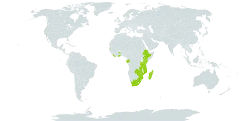 Polystachya fusiformis world distribution map, present in Burkina Faso, Ethiopia, Gabon, Ghana, Kenya, Liberia, Madagascar, Mozambique, Mauritius, Réunion, Rwanda, eSwatini, Seychelles, Tanzania, United Republic of, Uganda, South Africa, Zambia, and Zimbabwe