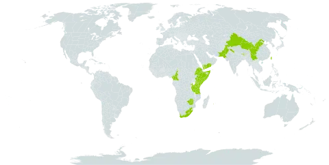 Polystichum sinense world distribution map, present in Bhutan, China, Cameroon, Comoros, Ethiopia, Equatorial Guinea, India, Kenya, Lesotho, Malawi, Nepal, Pakistan, Réunion, Rwanda, Somalia, Taiwan, Province of China, Tanzania, United Republic of, Uganda, Yemen, South Africa, and Zimbabwe