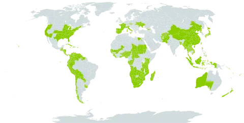 Pontederia world distribution map, present in Aruba, Afghanistan, Angola, Åland Islands, Andorra, Australia, Benin, Burkina Faso, Bangladesh, Bahamas, Belize, Bermuda, Bolivia (Plurinational State of), Botswana, Central African Republic, Chile, China, Congo, Cook Islands, Colombia, Cabo Verde, Costa Rica, Cuba, Cayman Islands, Czech Republic, Dominica, Ecuador, Egypt, Spain, Fiji, France, Micronesia (Federated States of), Gabon, Georgia, Ghana, Guinea, Gambia, Guinea-Bissau, Guatemala, Guyana, Honduras, Haiti, Indonesia, Italy, Jamaica, Japan, Kenya, Lao People's Democratic Republic, Liberia, Moldova (Republic of), Madagascar, Maldives, Mali, Myanmar, Mozambique, Mauritius, Malaysia, Namibia, Norfolk Island, Nigeria, Nicaragua, Nepal, Nauru, New Zealand, Pakistan, Panama, Peru, Philippines, Palau, Puerto Rico, Korea (Democratic People's Republic of), Portugal, Paraguay, Réunion, Rwanda, Sudan, Senegal, Solomon Islands, Sierra Leone, Suriname, eSwatini, Turks and Caicos Islands, Chad, Togo, Thailand, Taiwan, Province of China, Tanzania, United Republic of, Uganda, Ukraine, Uruguay, United States of America, Venezuela (Bolivarian Republic of), Viet Nam, Vanuatu, Samoa, South Africa, Zambia, and Zimbabwe