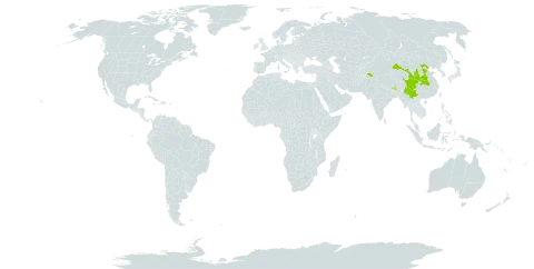 Populus ciliata world distribution map, present in Bhutan, China, India, Myanmar, Nepal, and Pakistan