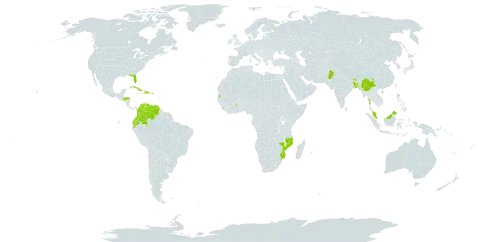 Poranopsis paniculata world distribution map, present in Bonaire, Sint Eustatius and Saba, Bangladesh, Barbados, Bhutan, China, Colombia, Cuba, Dominican Republic, Ecuador, Ghana, Guadeloupe, Grenada, Honduras, Haiti, India, Jamaica, Saint Lucia, Sri Lanka, Myanmar, Mozambique, Martinique, Mauritius, Malaysia, Nepal, Pakistan, Puerto Rico, Réunion, Seychelles, Trinidad and Tobago, United States of America, and Venezuela (Bolivarian Republic of)