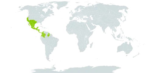 Porophyllum ruderale var. macrocephalum world distribution map, present in Bonaire, Sint Eustatius and Saba, Brazil, Colombia, Costa Rica, Guatemala, Guyana, Honduras, Mexico, Nicaragua, Panama, El Salvador, and United States of America