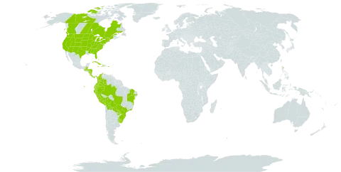 Potamogeton illinoensis world distribution map, present in Bahamas, Belize, Bolivia (Plurinational State of), Brazil, Canada, Colombia, Costa Rica, Cuba, Ecuador, Guatemala, Honduras, Haiti, Jamaica, Nicaragua, Panama, Peru, Puerto Rico, Paraguay, Uruguay, and United States of America