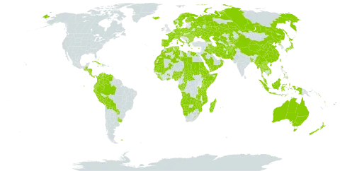 Potamogeton world distribution map, present in Afghanistan, Angola, Anguilla, Åland Islands, Albania, Andorra, Australia, Austria, Burkina Faso, Bangladesh, Bulgaria, Bahamas, Belarus, Belize, Bolivia (Plurinational State of), Brazil, Botswana, Central African Republic, Switzerland, China, Congo, Colombia, Comoros, Cabo Verde, Costa Rica, Cuba, Cyprus, Czech Republic, Germany, Dominica, Denmark, Algeria, Ecuador, Egypt, Eritrea, Spain, Ethiopia, Finland, Fiji, Falkland Islands (Malvinas), France, Micronesia (Federated States of), Gabon, Georgia, Ghana, Guinea, Greece, Guatemala, Honduras, Haiti, Hungary, Indonesia, Ireland, Iran (Islamic Republic of), Iraq, Iceland, Italy, Jamaica, Japan, Kazakhstan, Kenya, Kyrgyzstan, Lao People's Democratic Republic, Liberia, Libya, Lesotho, Morocco, Moldova (Republic of), Madagascar, Mali, Myanmar, Montenegro, Mozambique, Mauritania, Mauritius, Malaysia, Namibia, Nigeria, Nicaragua, Netherlands, Norway, Nepal, New Zealand, Oman, Pakistan, Panama, Peru, Philippines, Palau, Poland, Puerto Rico, Korea (Democratic People's Republic of), Portugal, Paraguay, Réunion, Romania, Russian Federation, Rwanda, Saudi Arabia, Sudan, Senegal, Singapore, Solomon Islands, Sierra Leone, Somalia, Sweden, eSwatini, Seychelles, Turks and Caicos Islands, Chad, Thailand, Turkmenistan, Tunisia, Taiwan, Province of China, Tanzania, United Republic of, Uganda, Ukraine, Uruguay, Uzbekistan, Venezuela (Bolivarian Republic of), Viet Nam, Vanuatu, Yemen, Zambia, and Zimbabwe